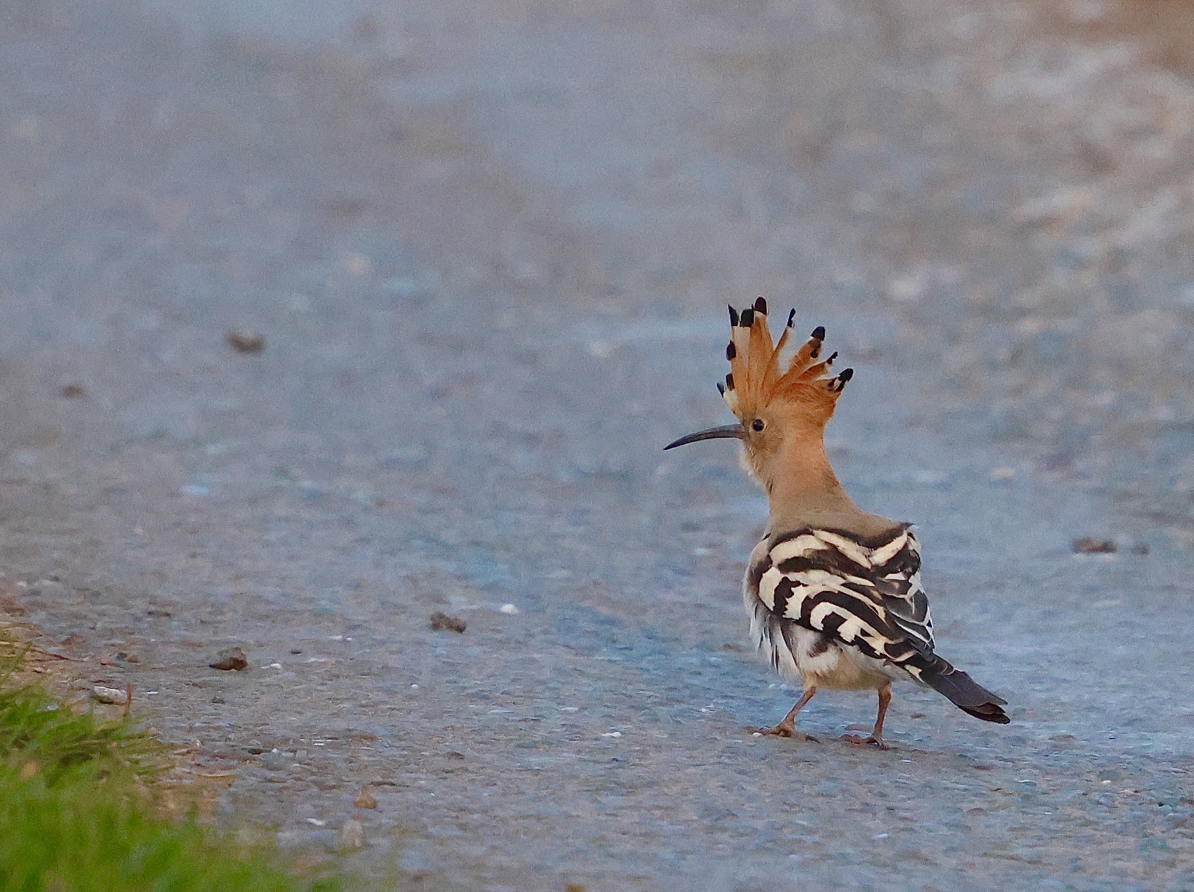 hoopoe_ardmore_05042025_vc.jpeg