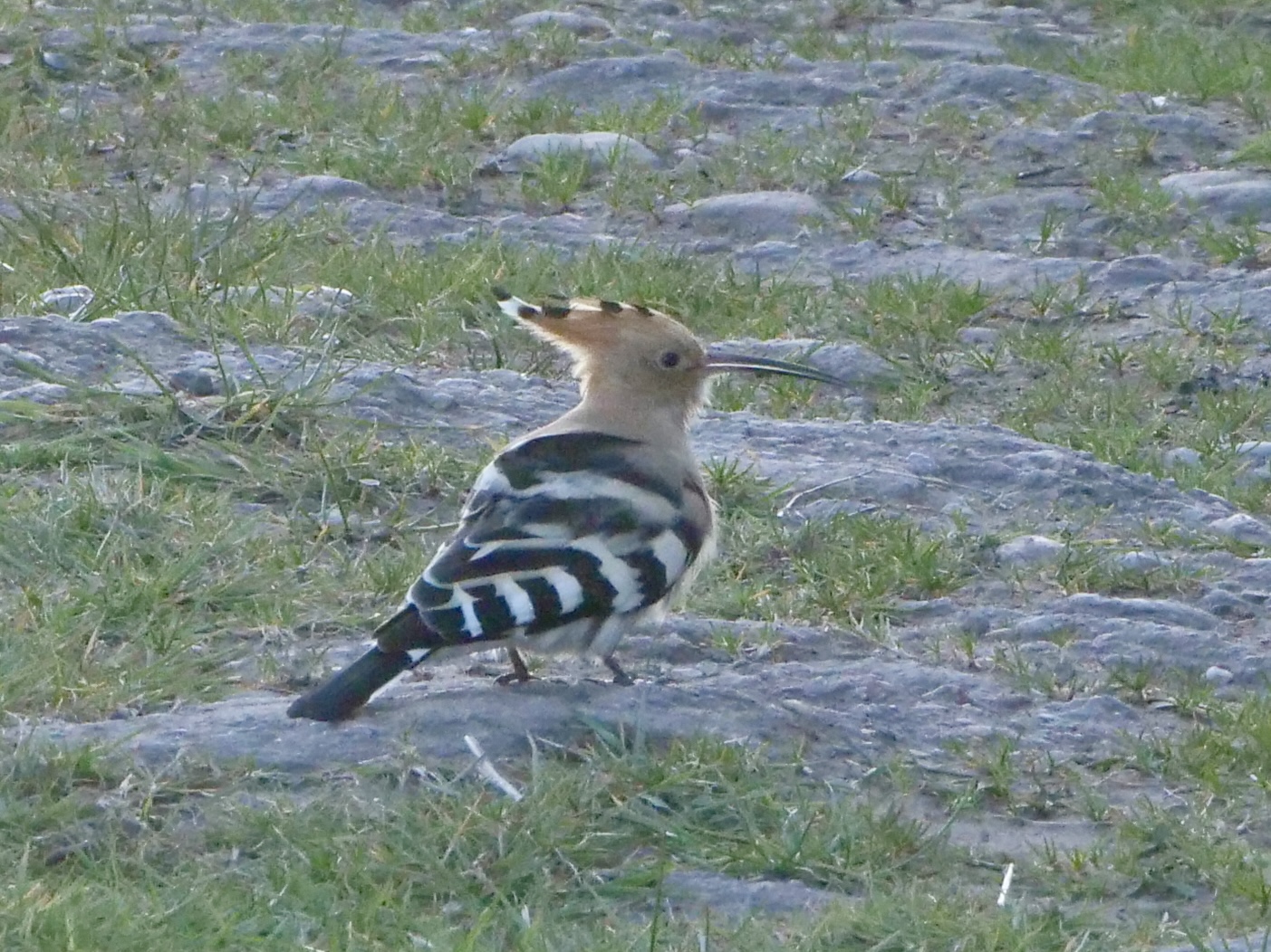 hoopoe_brhd_01042025_pmw.jpeg