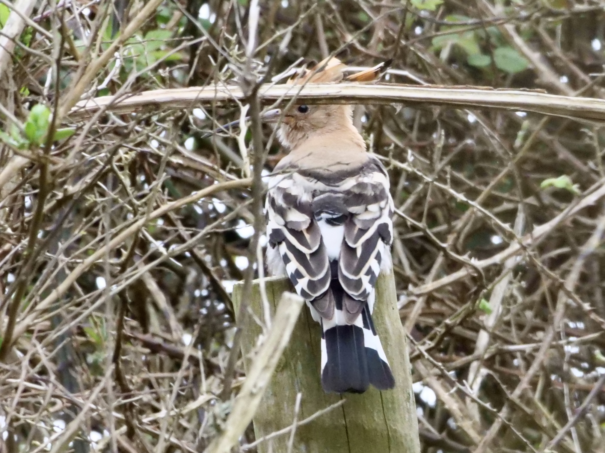 hoopoe_brhd_04042025_pnw.jpeg