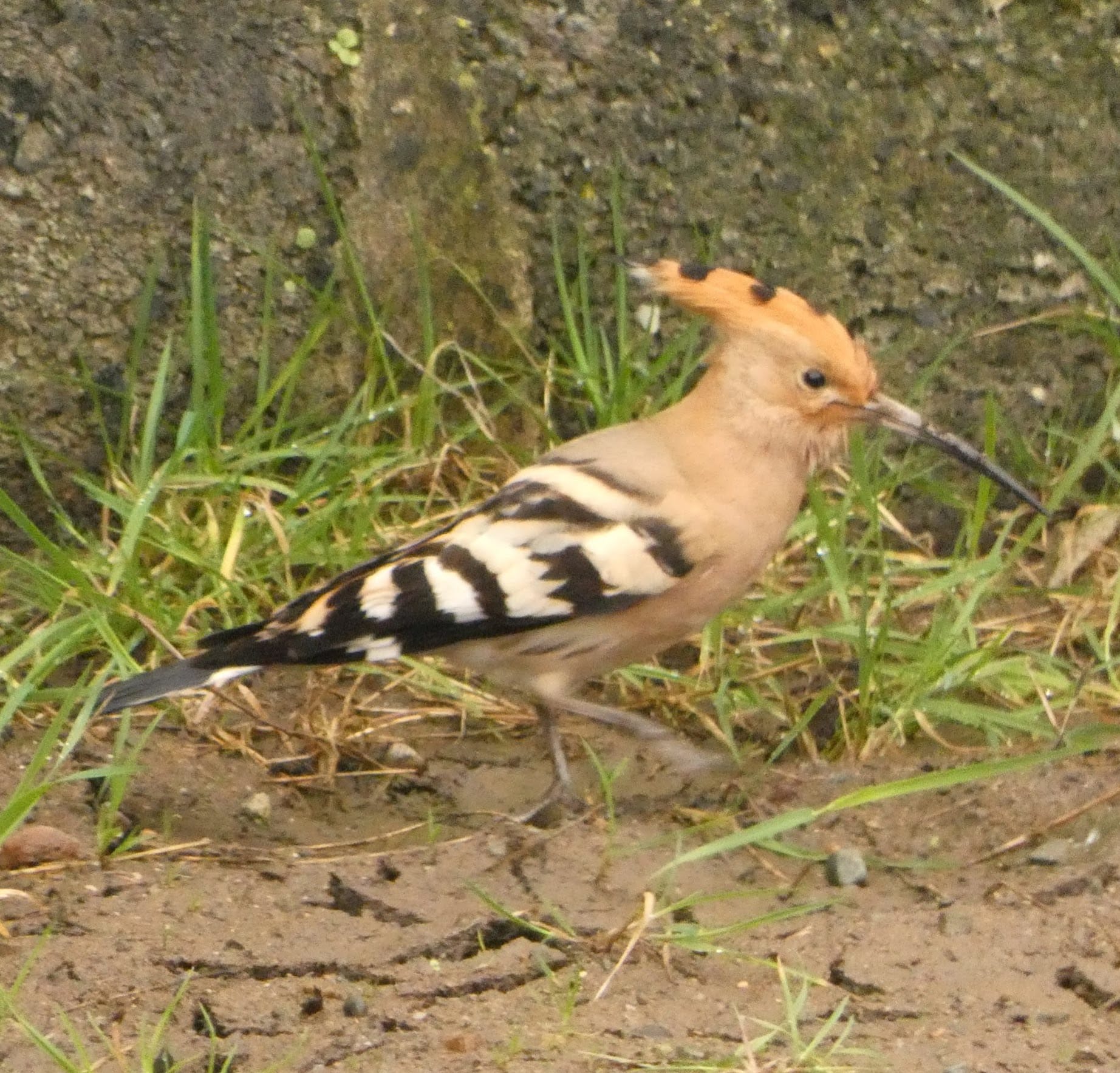 hoopoe_brhd_22032025_jr.jpeg