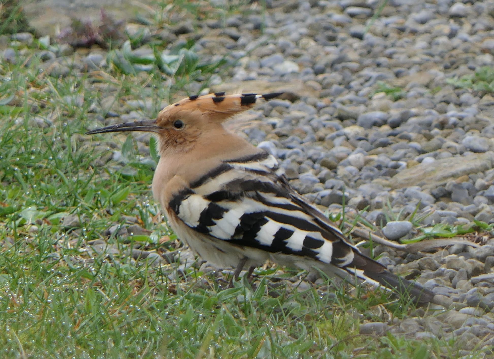 hoopoe_brhd_25032025_mc.jpeg