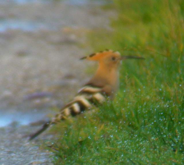 hoopoe_cunnigar_24sep2006_p1050357.jpg