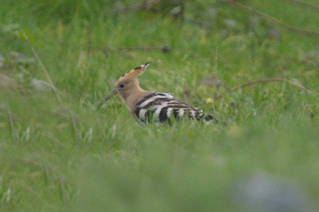 hoopoe_cunnigar_23sep2006_mg_1774s.jpg