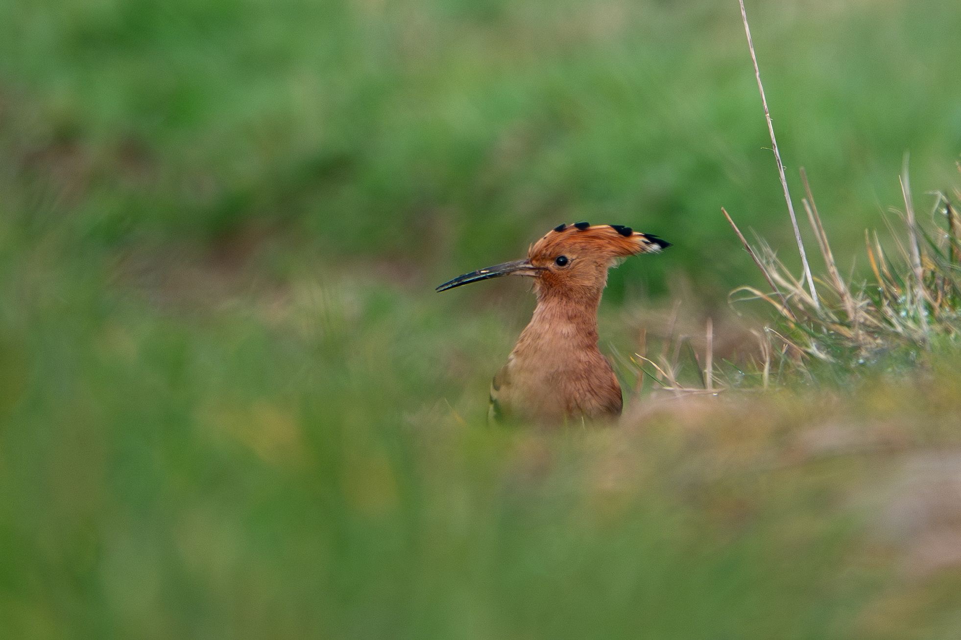hoopoe_darker_brhd_03042925_dw.jpeg