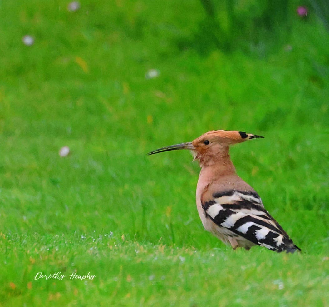 hoopoe_nrferrypt_21032025_dh.jpeg