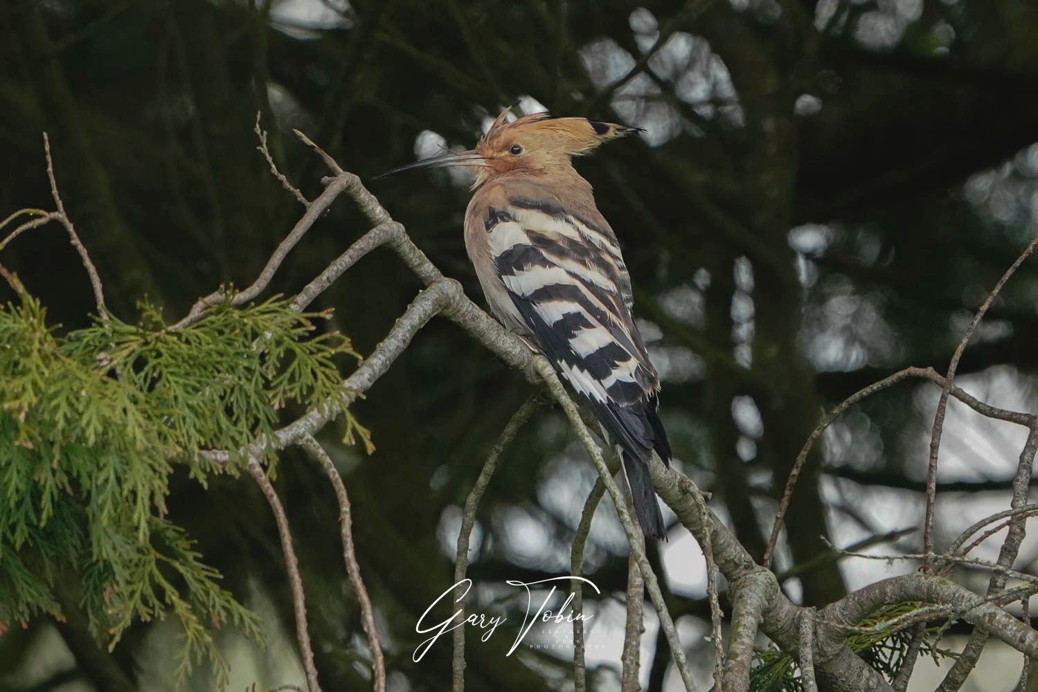 hoopoe_nrferrypt_21032025_gt.jpeg