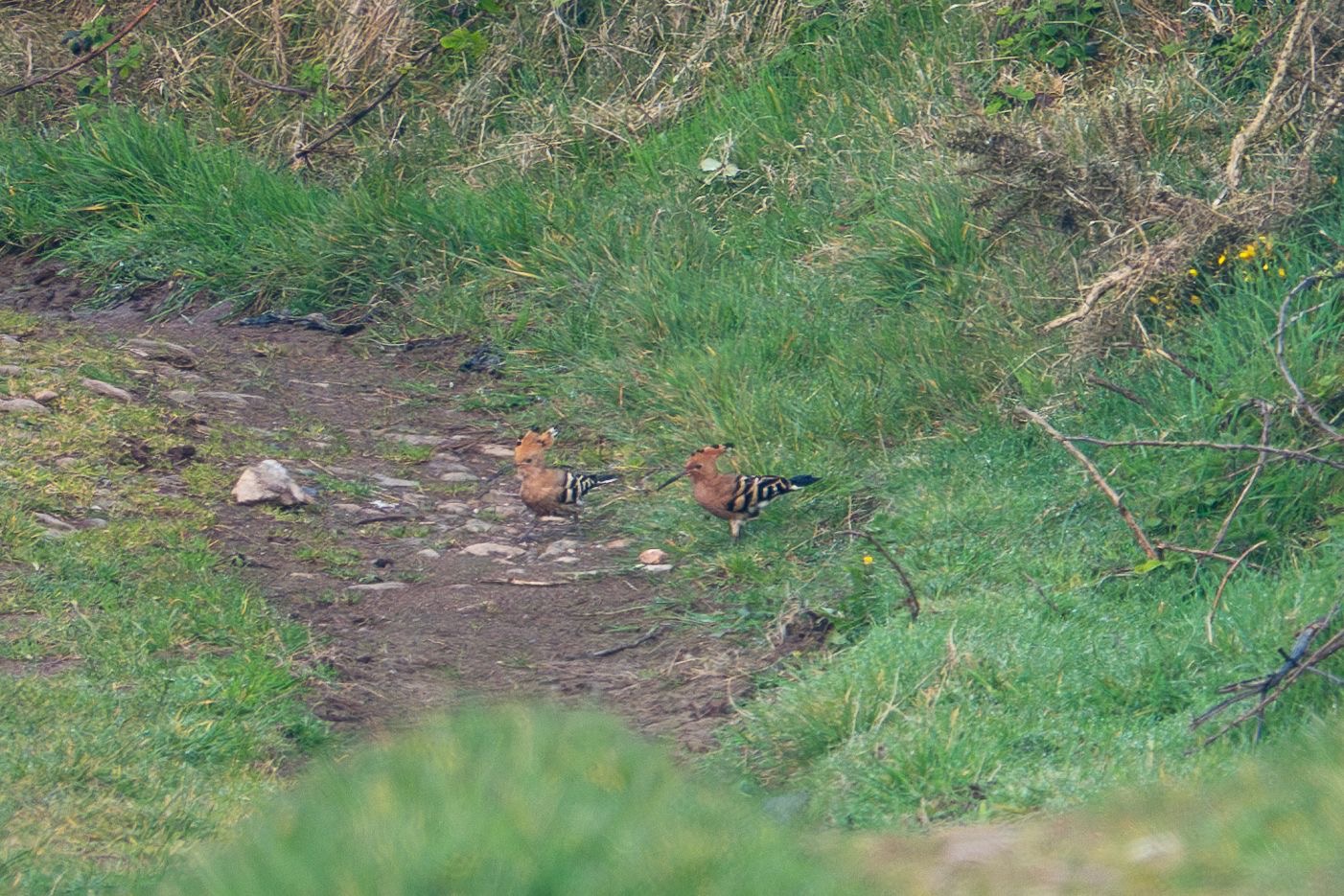 hoopoes_brhd_03042925_dw.jpeg