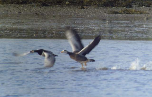 hybridgoose_dungarvan_13122011_snv36871.jpg