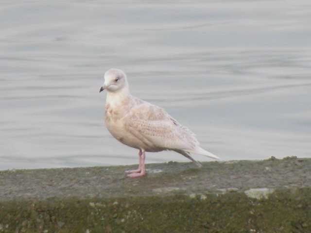 icelandgull1stw_helvick_22jan2005.jpg