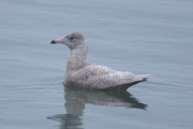 glaucousgull_20jan2008_img_3690.jpg