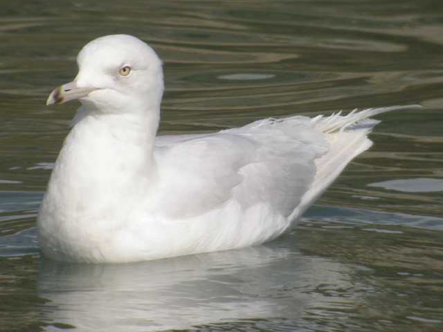 icelandgull_3rdwinter_boatstrand_1apr2006_5.jpg