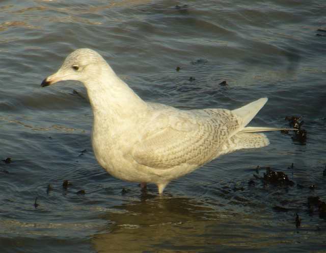 icelanggull_1w_helvick_26jan2008_p1130248.jpg