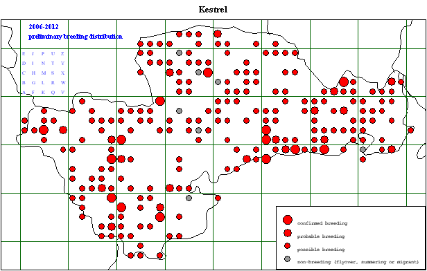 kestr_20062012_breeding.gif