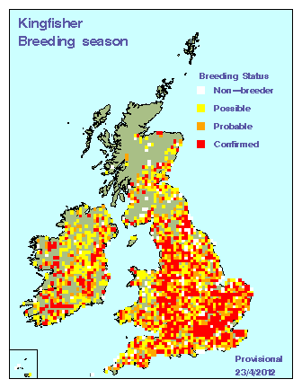 kingfisher_breeding_britirel_23042012.gif