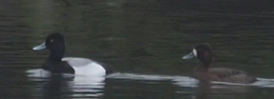 lessc_blackwater_18042025_adm.jpeg