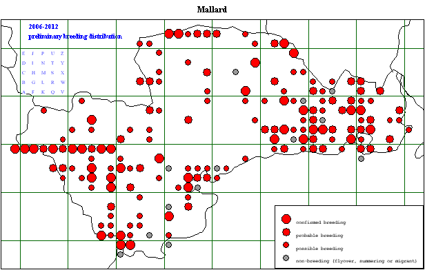 malla_20062012_breeding_.gif