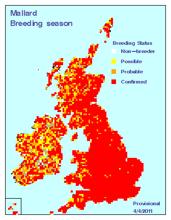 mallard_breeding_britirel_04042011.gif