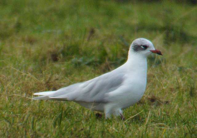 medgull_29oct2007_p1110841.jpg