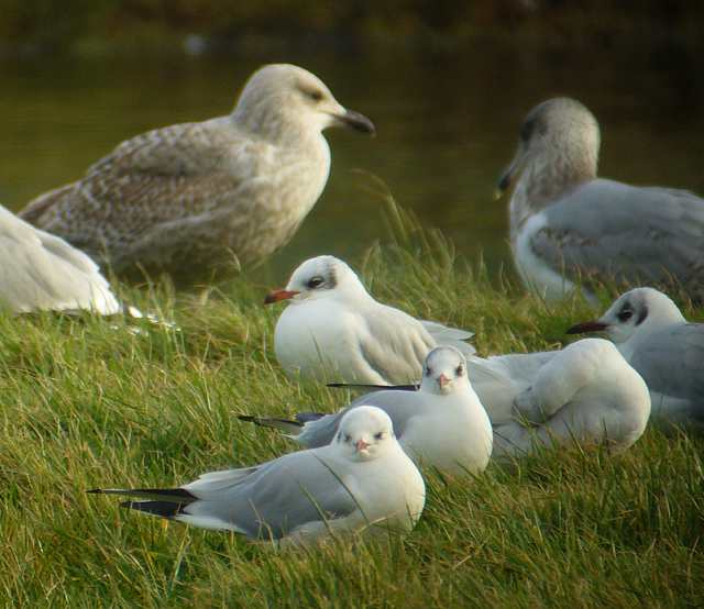 medgull_adult_tramore_12012008_p1130087.jpg