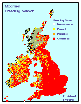 moorh_breeding_britirel_27062011.gif