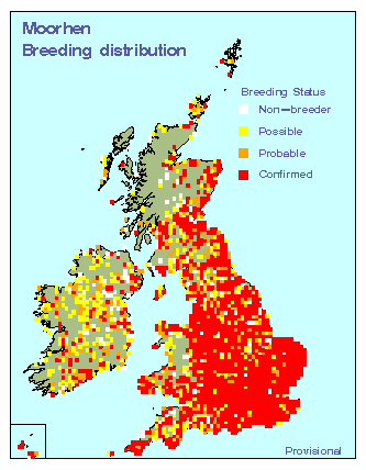 moorhen_breeding_britirel_07052009.gif