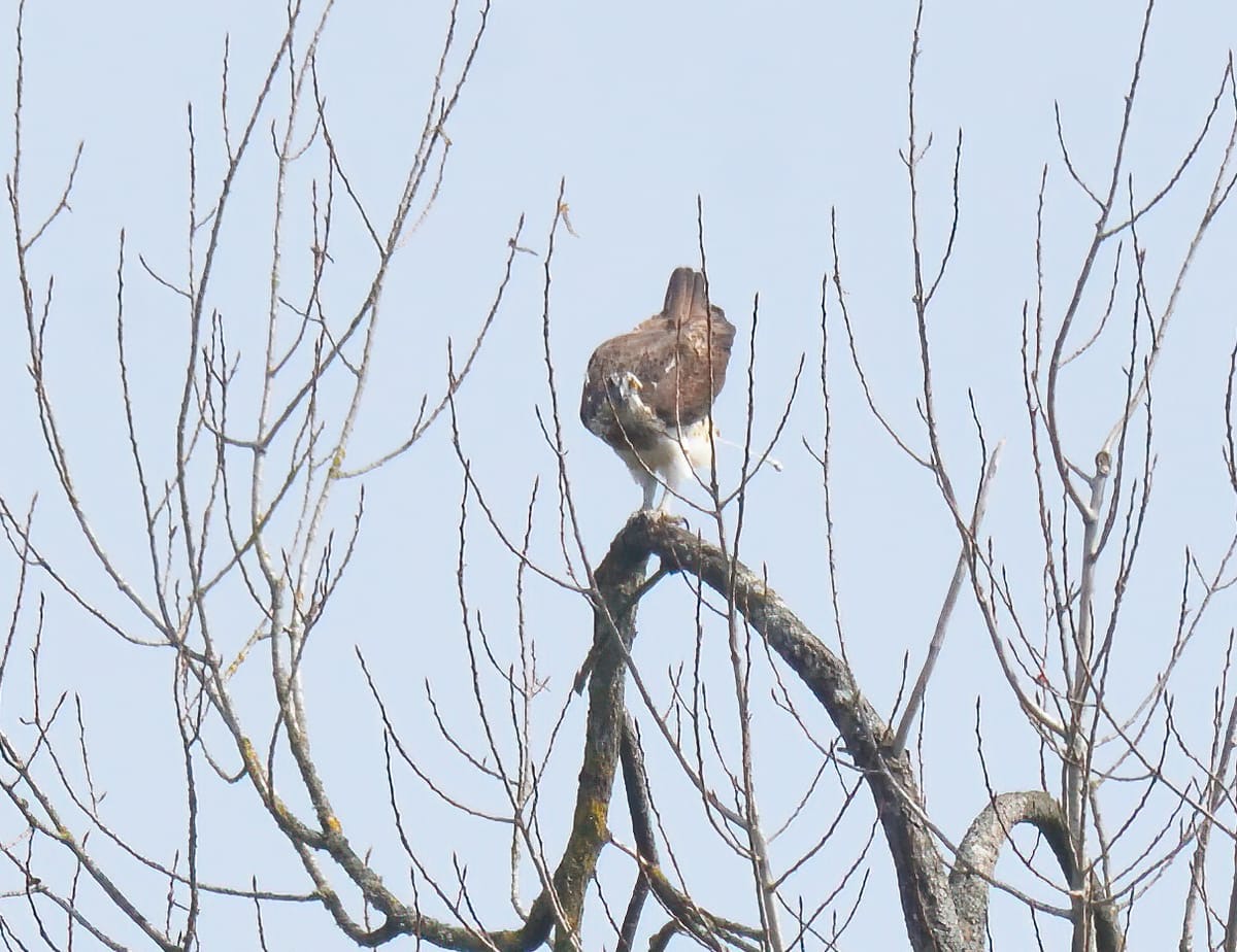 osprey_2_blackwater_16042025_adm.jpeg