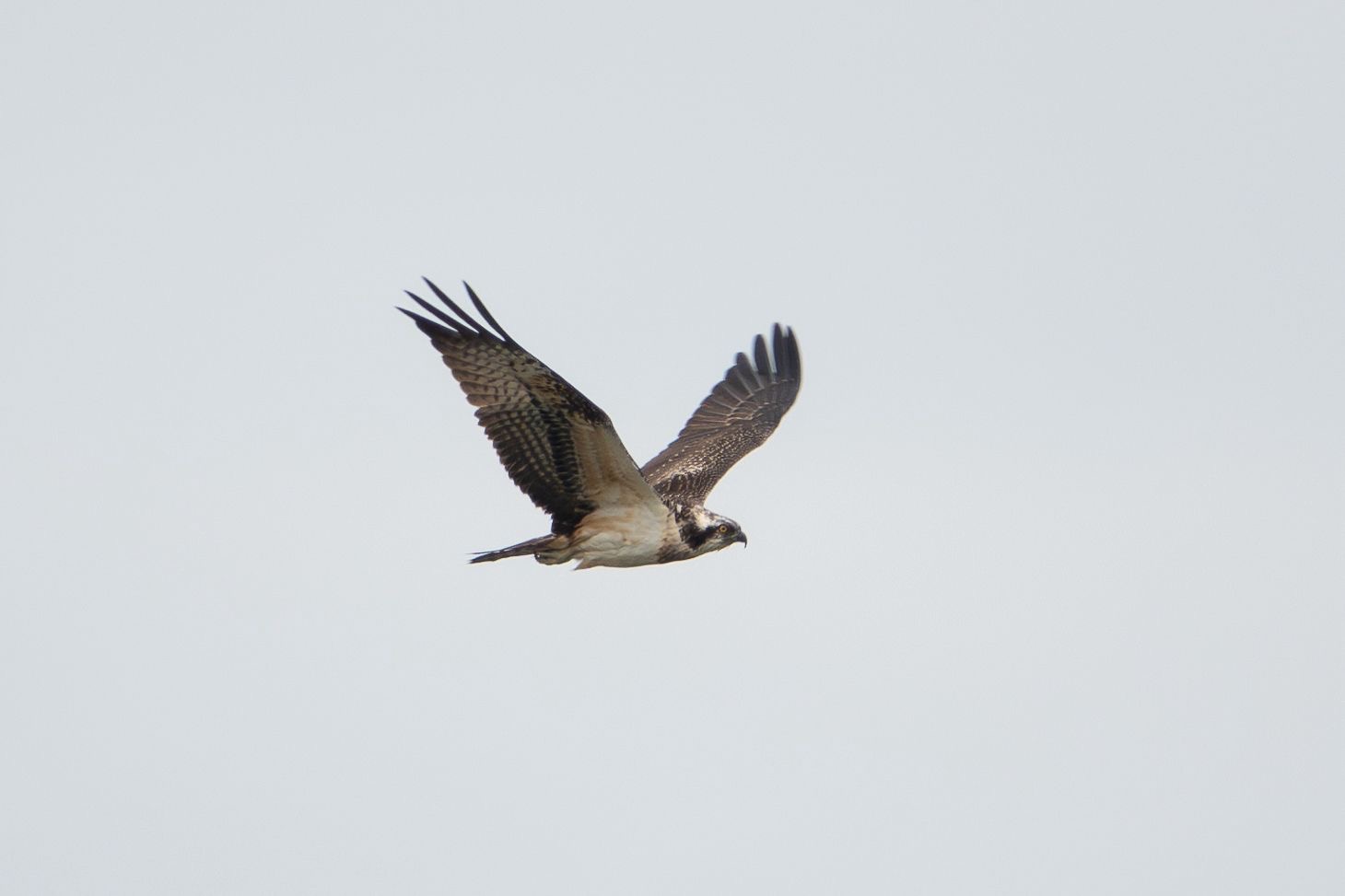 osprey_2_tramorebstrand_22082025_dw.jpeg