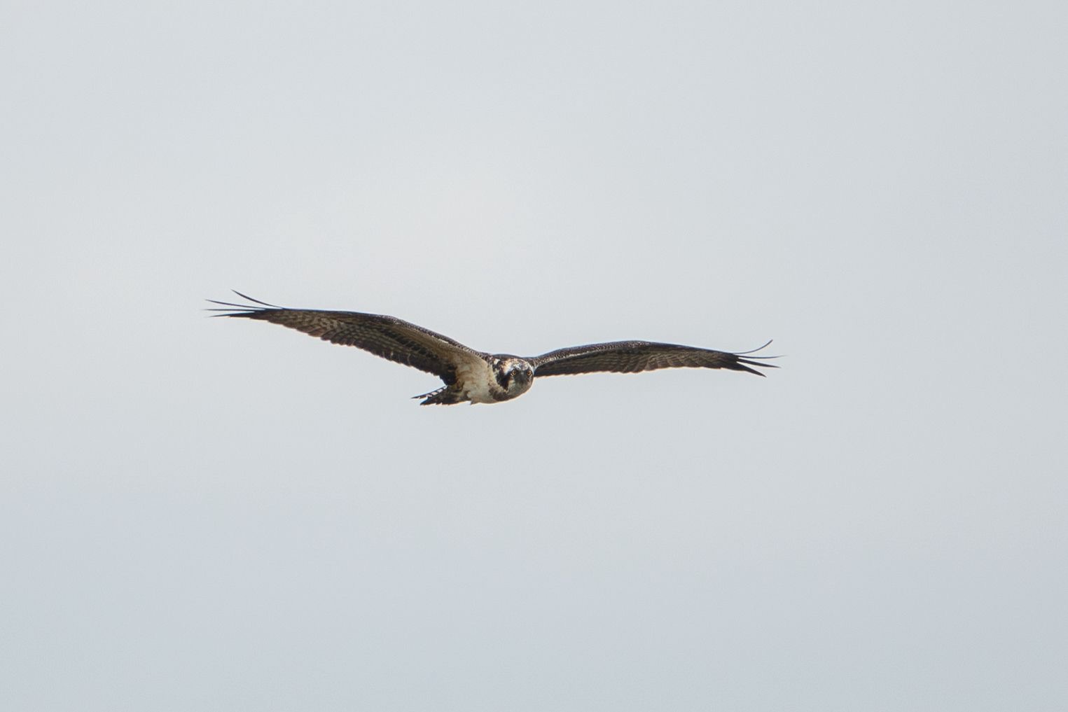 osprey_3_tramorebstrand_22082025_dw.jpeg