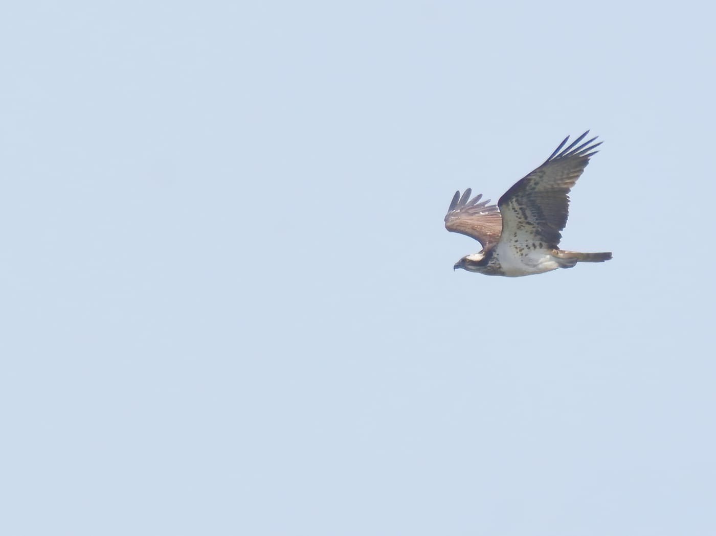 osprey_blackwater_16042025_adm.jpeg