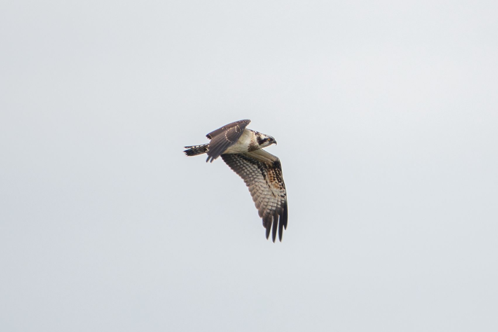 osprey_tramorebstrand_22082025_dw.jpeg