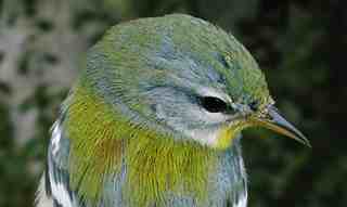 parula_1ym_head_brownstown_oct2003.jpg