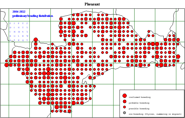 pheas_20062012_breeding_.gif