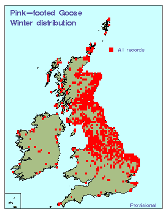 pinkfoot_winteratlas_britirel_05012010.gif