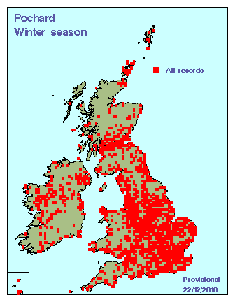 pochard_winter_britirel_22122010_randspec.gif