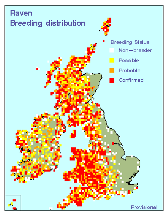 raven_breeding_britirel_01042010.gif