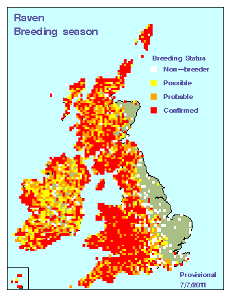 raven_breeding_britirel_07072011.gif