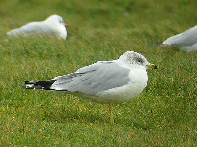 rbgull_tramoreblake_15dec2007_p1120679.jpg