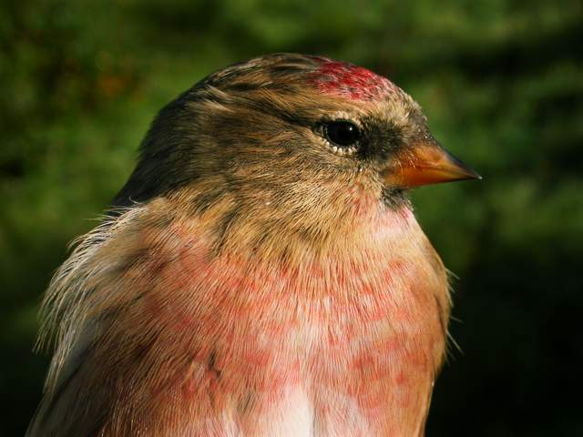 redpoll_admale_brhd_10oct2007_4.jpg