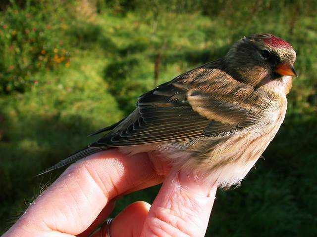 redpoll_admale_brhd_10oct2007_5.jpg