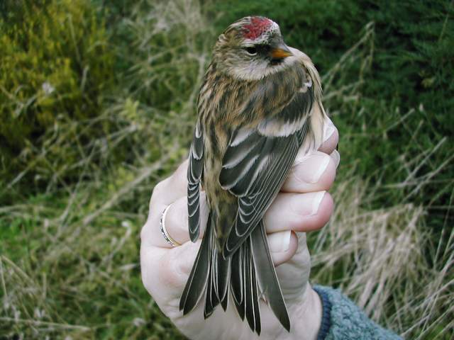 redpoll_brhd_23oct2005_b.jpg