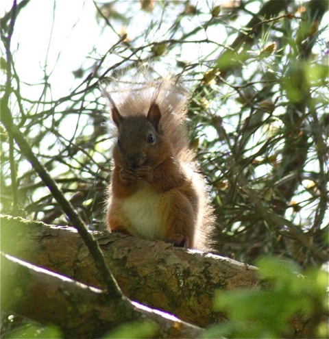 redsquirrel_ci_052012_img_7876.jpeg