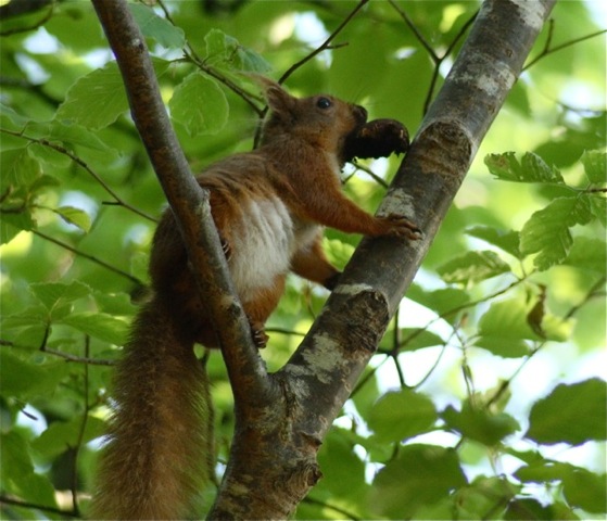 redsquirrel_ci_052012_img_7956.jpeg