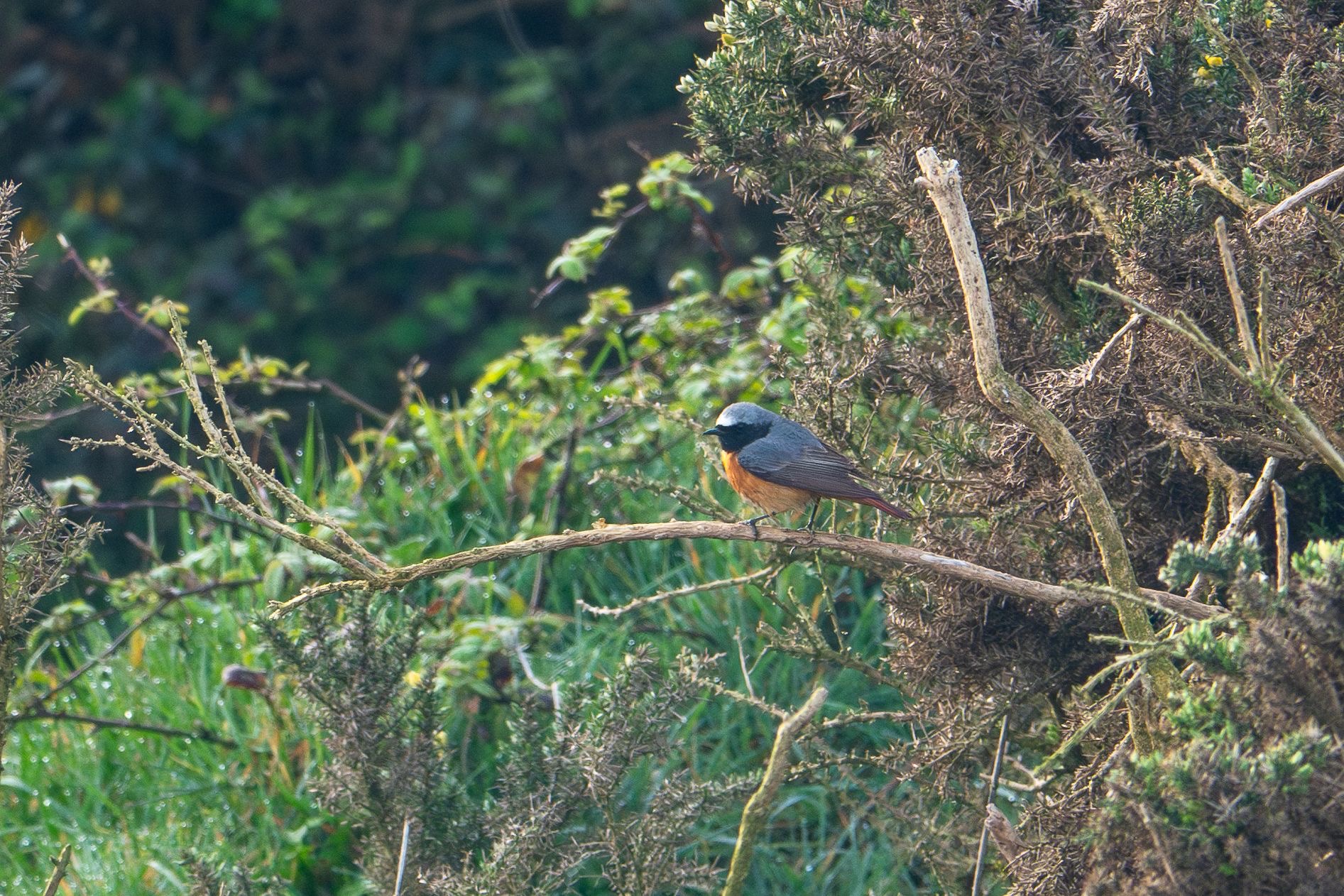 redst2_brhd_04042025_dw.jpeg