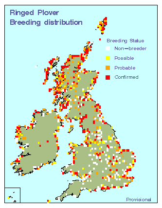 ringedplover_britirel_breeding_21052009.gif