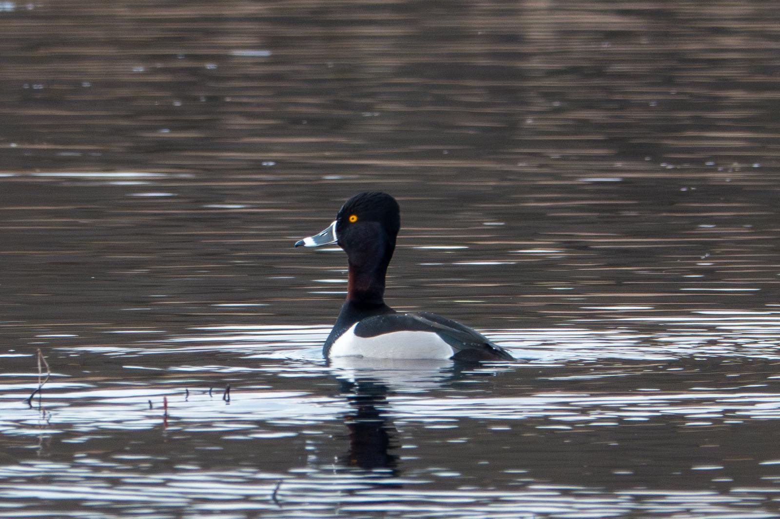 rnduck_knockaderry_19032925_dw.jpeg