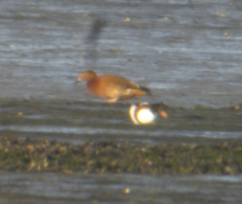 ruddyshelduck_hybridquery_cunnigar_08112008_p1150635_copy.jpg