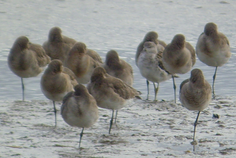 ruff_blackwits_tramore_08112014_mc_snv30861.jpg