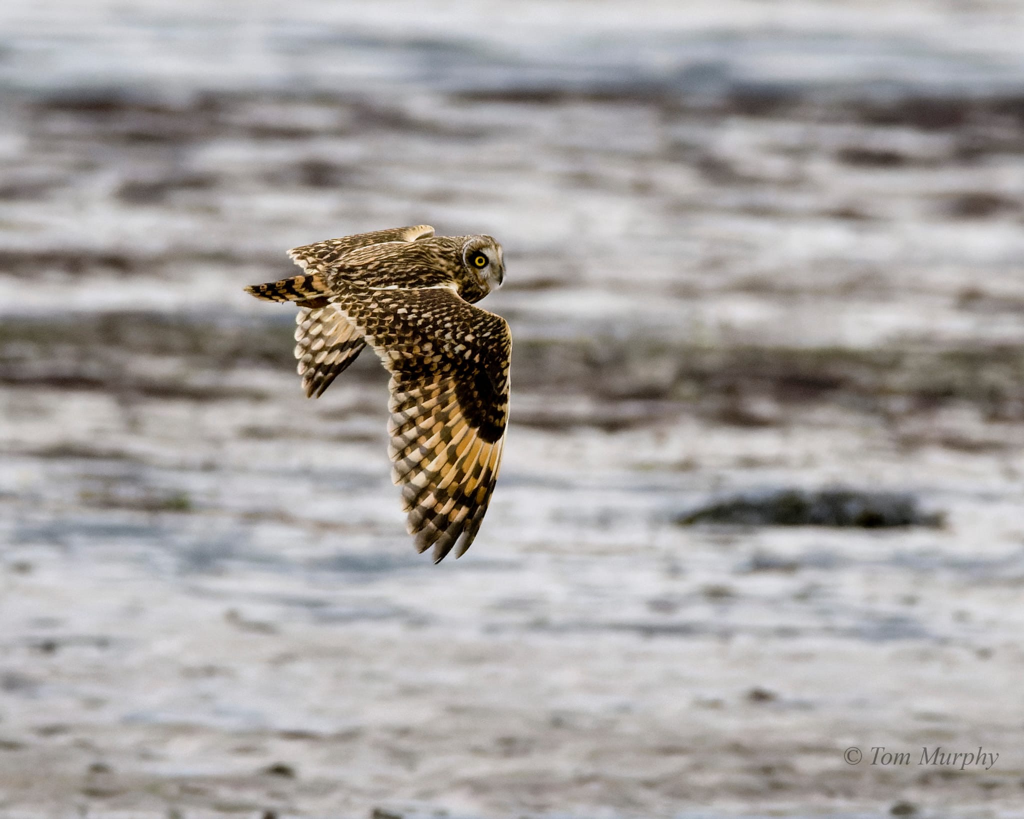 seowl_dungarvan_15112023_tm.jpeg