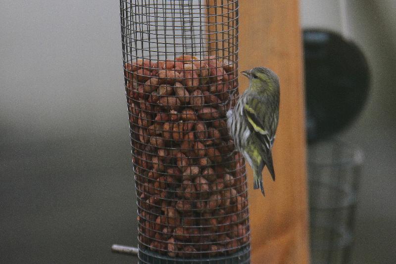 siskin_abbeyside_23012011_img_2877_small.jpg