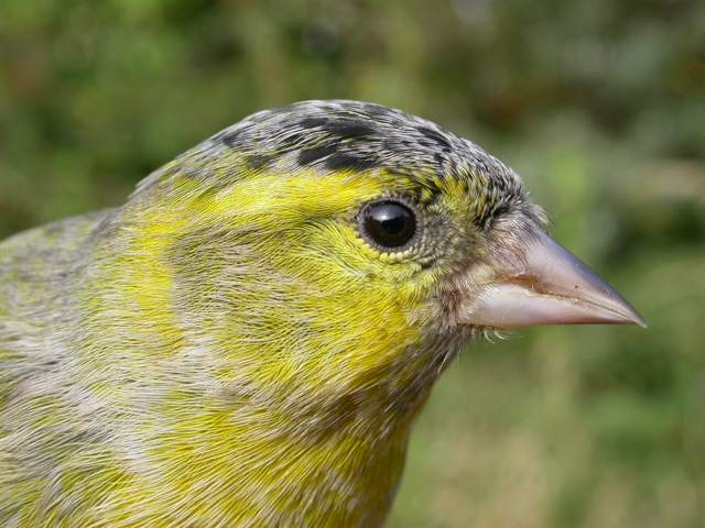 siskin_male_brhd_21oct2007_5.jpg